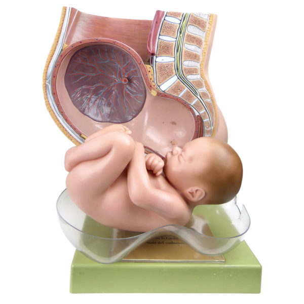 Bassin de grossesse et fœtus à échelle 1:1 en PVC Modèle anatomique SOMSO (face)