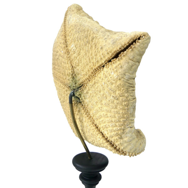 Étoile-coussin Culcita schmideliana sur pied en bois tourné noir (3/4 dos)