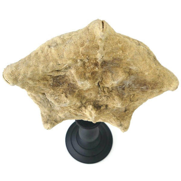 Étoile-coussin Culcita schmideliana sur pied en bois tourné noir (dessus 3/4)