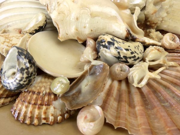 Grande assiette de coquillages Assiette murale de collection Italie Mi-XXe (détail)