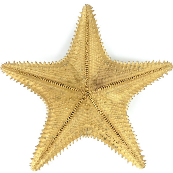 Grande Astéride étoile de mer à 5 branches naturalisée sur socle (dos)