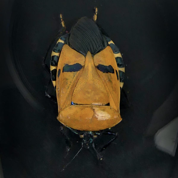 Cinq Catacanthus incarnatus sous verre bombé et cadre noir Asie du Sud-Est (détail)