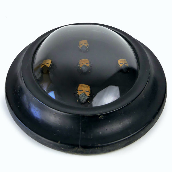 Cinq Catacanthus incarnatus sous verre bombé et cadre noir Asie du Sud-Est (dessos 3/4)