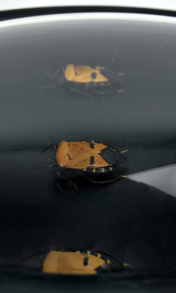 Cinq Catacanthus incarnatus sous verre bombé et cadre noir Asie du Sud-Est (détail)