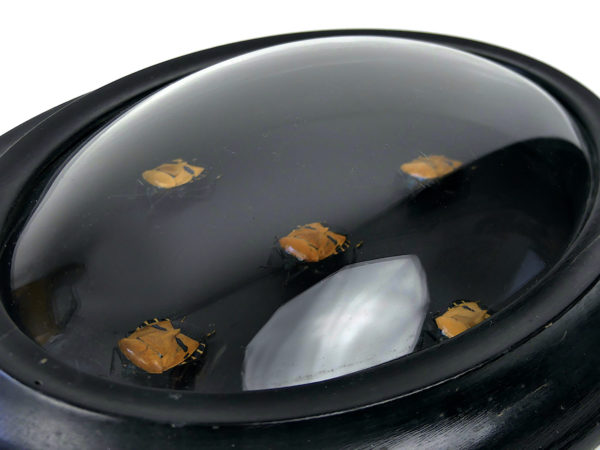 Cinq Catacanthus incarnatus sous verre bombé et cadre noir Asie du Sud-Est (détail)