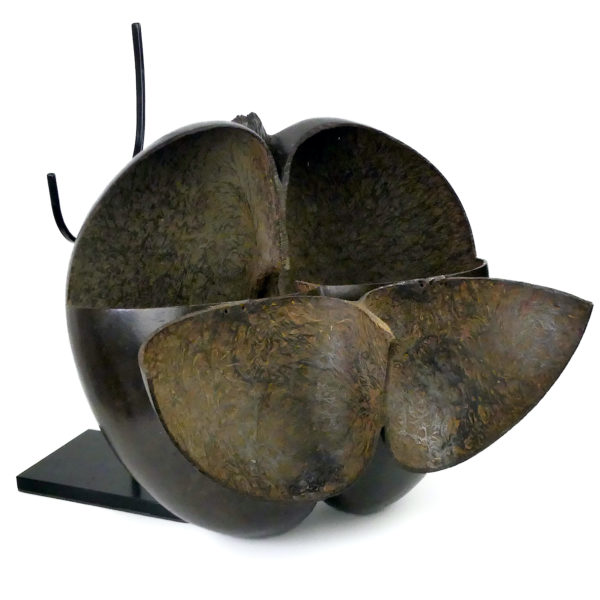 Coco-fesses poli évidé et découpé graine bilobée rare des Seychelles sur pied (ouvert 3/4)