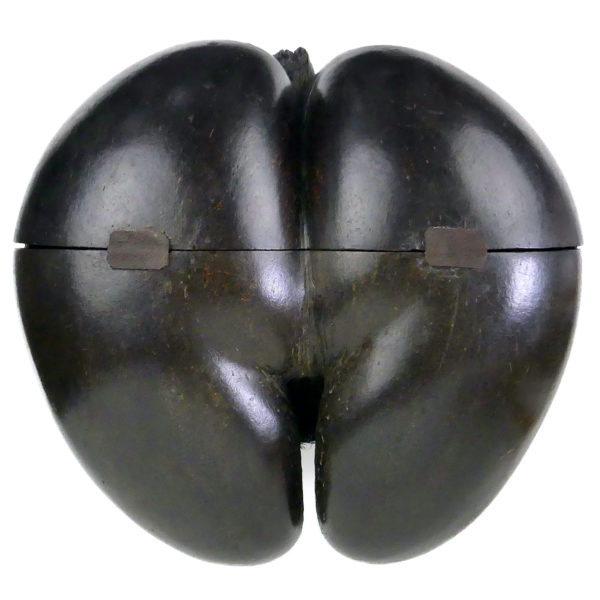 Coco-fesses poli évidé et découpé graine bilobée rare des Seychelles sur pied (dos)