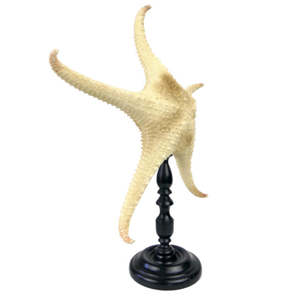 Belle et grande Astéride étoile de mer à 5 branches recourbées sur pied (3/4)