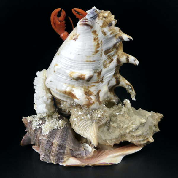 Composition bord de mer coquillages et crustacé Souvenir de vacances Années 60 (3/4 dos)