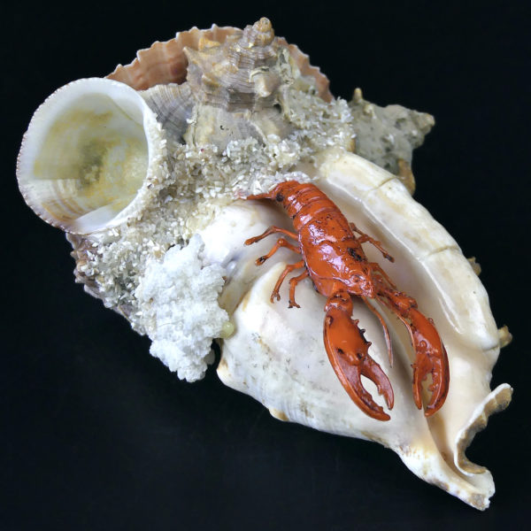 Composition bord de mer coquillages et crustacé Souvenir de vacances Années 60 (dessus 3/4)