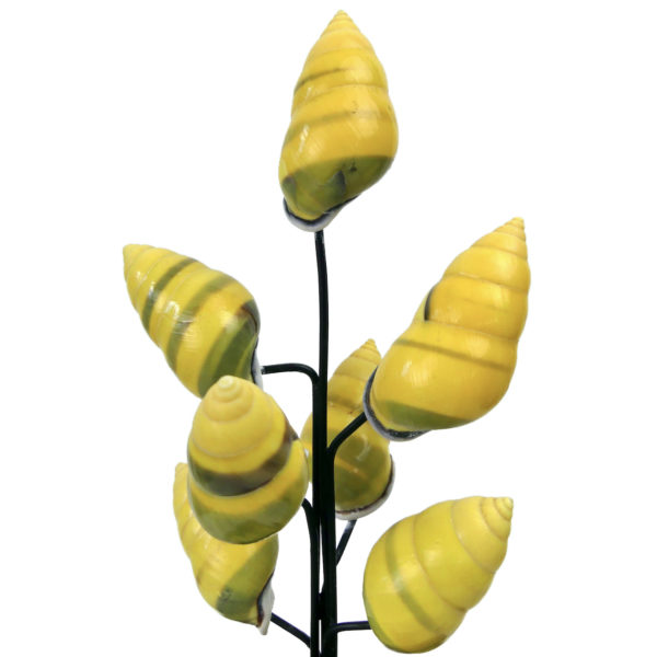 Petit arbre de coquilles jaunes d’escargot terrestre sous cloche de verre et pied en bois noir (détail)