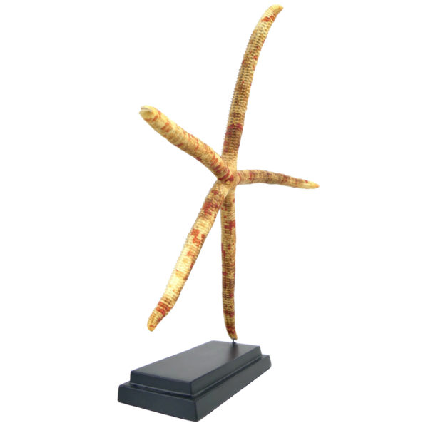 Grande étoile-comète de Floride Linckia guildingi étoile de mer à 5 branches sur socle noir (3/4)