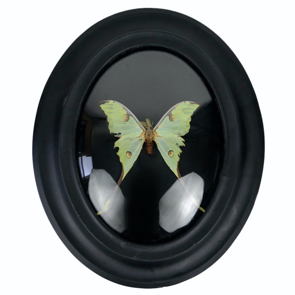 Papillon Argema mimosae sous verre bombé et cadre entomologique ovale en bois noir (face)