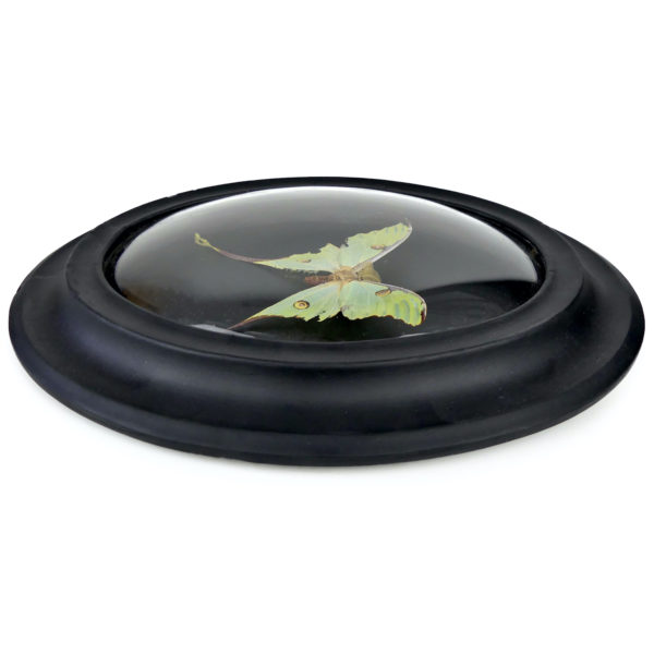 Papillon Argema mimosae sous verre bombé et cadre entomologique ovale en bois noir (profil)