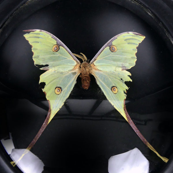 Papillon Argema mimosae sous verre bombé et cadre entomologique ovale en bois noir (face)