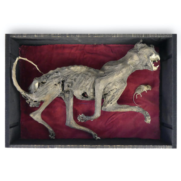 Taxidermie ancienne Felis catus chat et souris momifiés caisse en bois noir vitrée (ouverte)