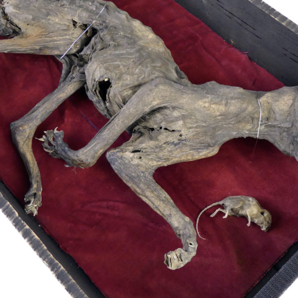 Taxidermie ancienne Felis catus chat et souris momifiés caisse en bois noir vitrée (détail)