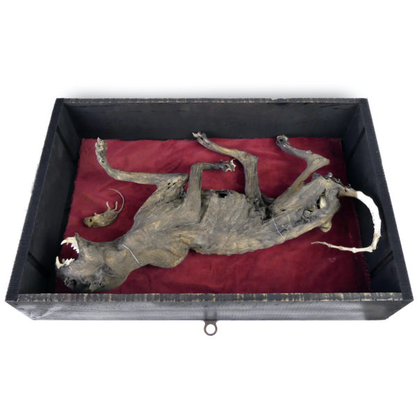 Taxidermie ancienne Felis catus chat et souris momifiés caisse en bois noir vitrée (dessus)