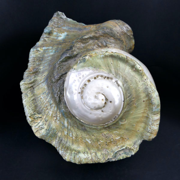 Grand Turbo marmoratus poli aux reflets irisés et nacrés vert (face)