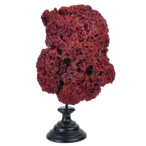 Corail rouge Tubipora Musica ancien Orgue de mer sur socle en bois tourné noir (face)