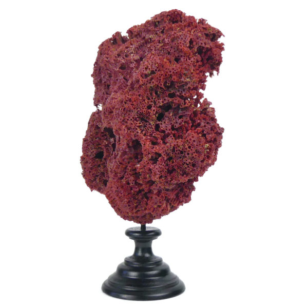 Corail rouge Tubipora Musica ancien Orgue de mer sur socle en bois tourné noir (3/4)