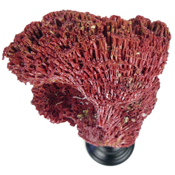 Corail rouge Tubipora Musica ancien Orgue de mer sur socle en bois tourné noir (dessus dos)