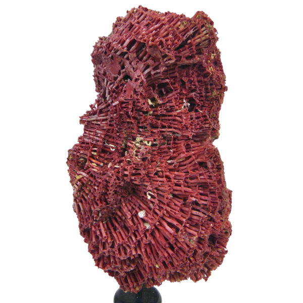 Corail rouge Tubipora Musica ancien Orgue de mer sur socle en bois tourné noir (3/4 dos)