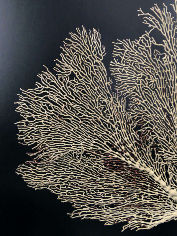 Gorgone blanche Gorgonian sur pied en bois tourné noir (détail)