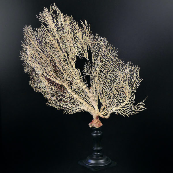 Gorgone blanche Gorgonian sur pied en bois tourné noir (3/4)
