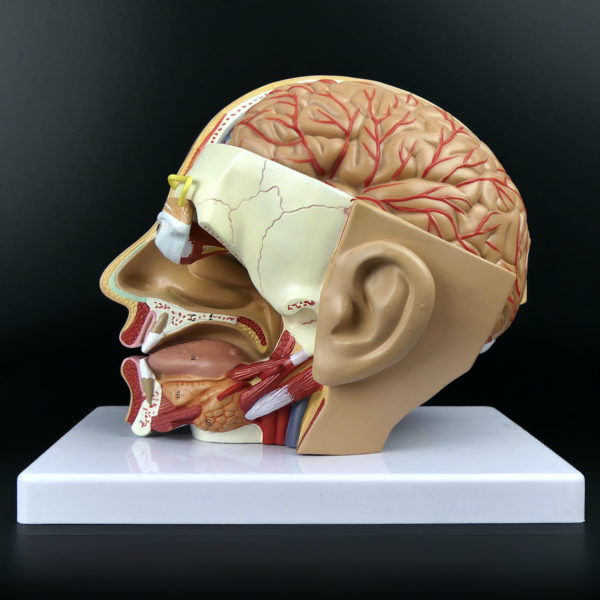 Ecorché didactique tête humaine sur socle en PVC Modèle anatomique Fin XXe (profil)