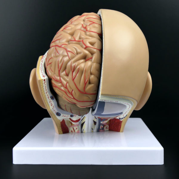 Ecorché didactique tête humaine sur socle en PVC Modèle anatomique Fin XXe (dos)