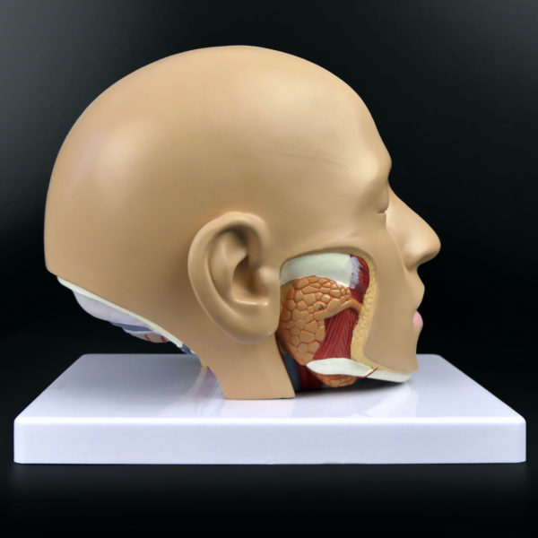 Ecorché didactique tête humaine sur socle en PVC Modèle anatomique Fin XXe (profil)