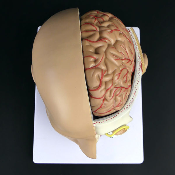 Ecorché didactique tête humaine sur socle en PVC Modèle anatomique Fin XXe (dessus)