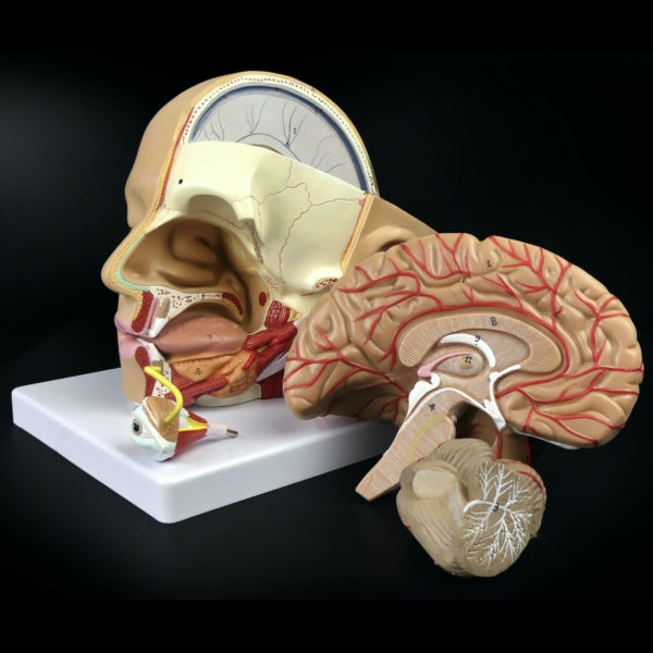 Ecorché didactique tête humaine sur socle en PVC Modèle anatomique Fin XXe (détail)