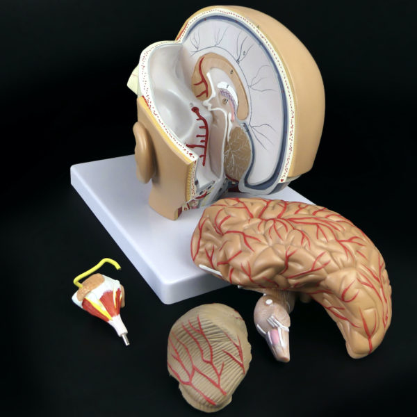 Ecorché didactique tête humaine sur socle en PVC Modèle anatomique Fin XXe (détail)