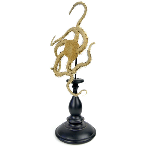 Étoile de mer ophiosabine à 5 bras sur pied en bois tourné noir (3/4)