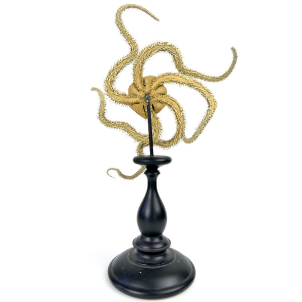 Étoile de mer ophiosabine à 5 bras sur pied en bois tourné noir (dos)