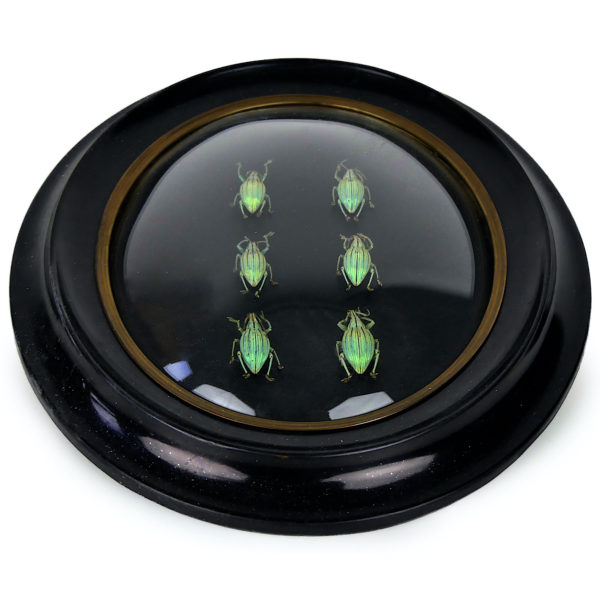 Six Celebia arrogans sous verre bombé et cadre noir Indonésie (dessous 3/4)