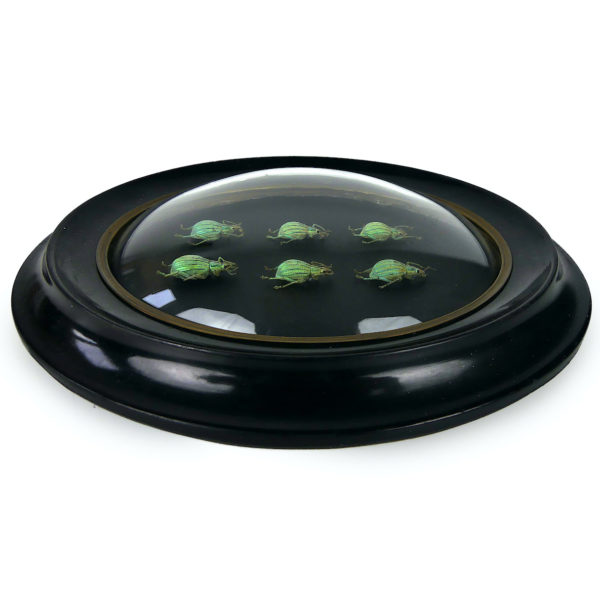 Six Celebia arrogans sous verre bombé et cadre noir Indonésie (profil)