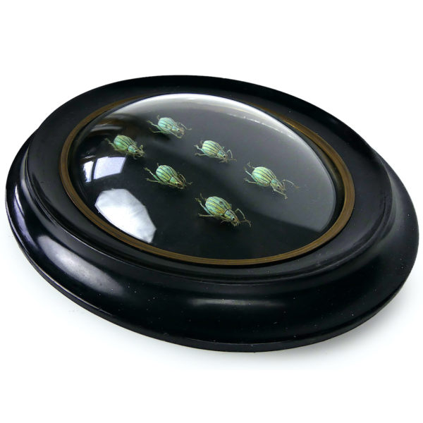 Six Celebia arrogans sous verre bombé et cadre noir Indonésie (dessus 3/4)