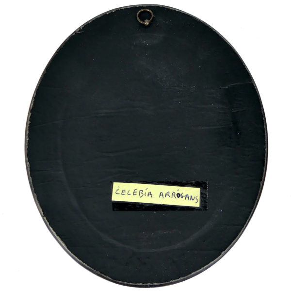 Six Celebia arrogans sous verre bombé et cadre noir Indonésie (dos)