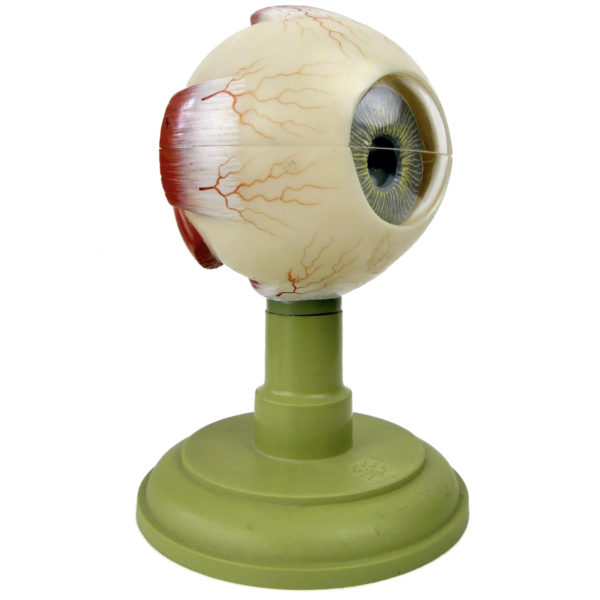 Globe oculaire SOMSO vintage modèle anatomique d’œil sur socle Allemagne (3/4 dos)