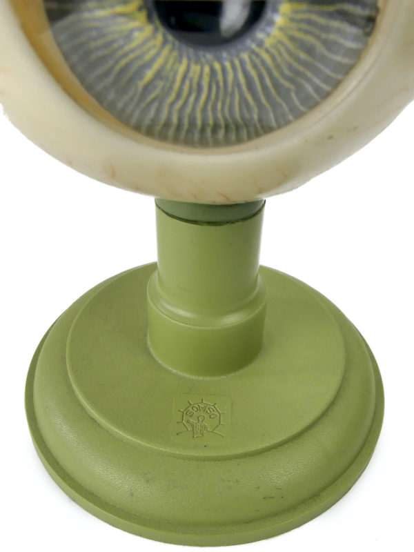 Globe oculaire SOMSO vintage modèle anatomique d’œil sur socle Allemagne (estampille)