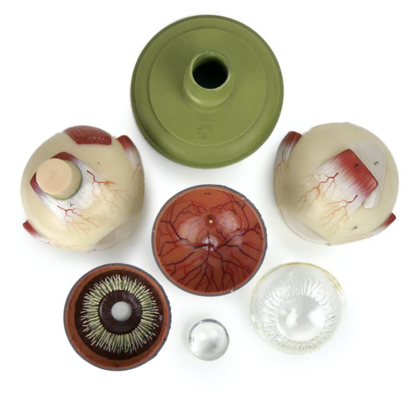 Globe oculaire SOMSO vintage modèle anatomique d’œil sur socle Allemagne (détails)