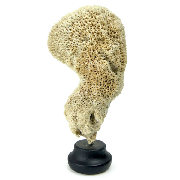 Trois petites éponges sur pied en bois tourné noir - Spongiaires - Porifera (éponge 3)