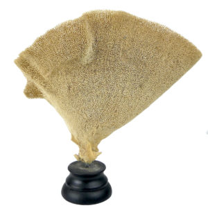 Éponge vase sur pied en bois tourné noir Niphates digitalis Curiosité de la mer (face)