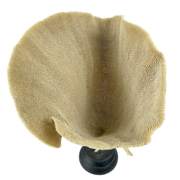 Éponge vase sur pied en bois tourné noir Niphates digitalis Curiosité de la mer (dessus 3/4)