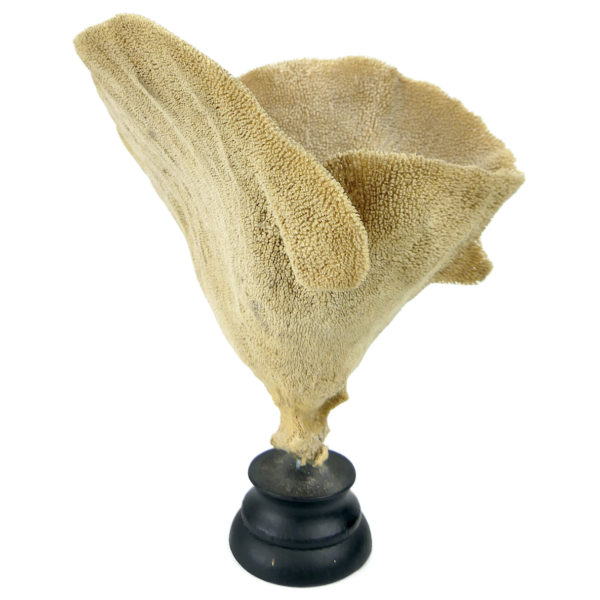 Éponge vase sur pied en bois tourné noir Niphates digitalis Curiosité de la mer (3/4)