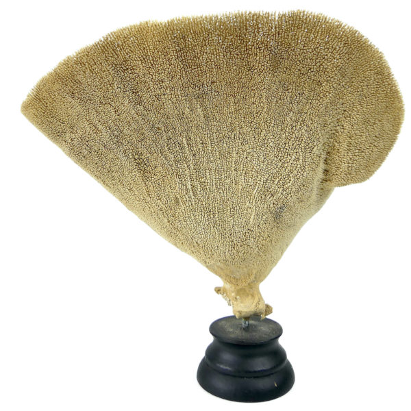 Éponge vase sur pied en bois tourné noir Niphates digitalis Curiosité de la mer (face)