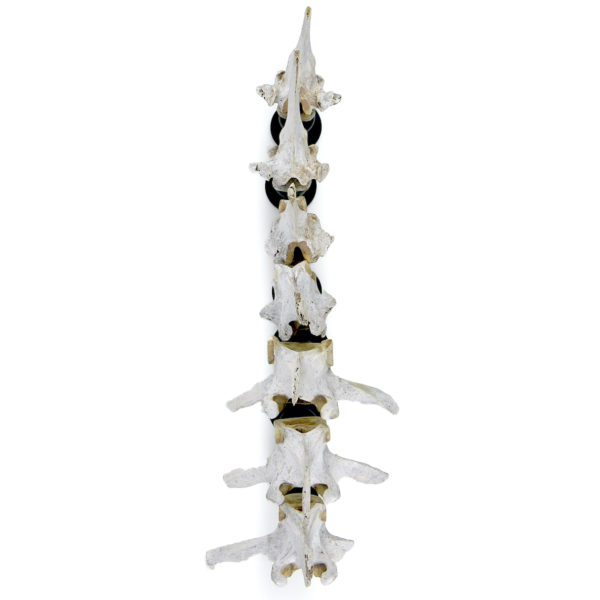 Ensemble de 7 vertèbres de mouton anciennes sur pieds en bois tourné noir (dessus)